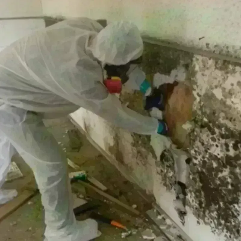 Mold Remediation and Removal in DeQuincy, LA